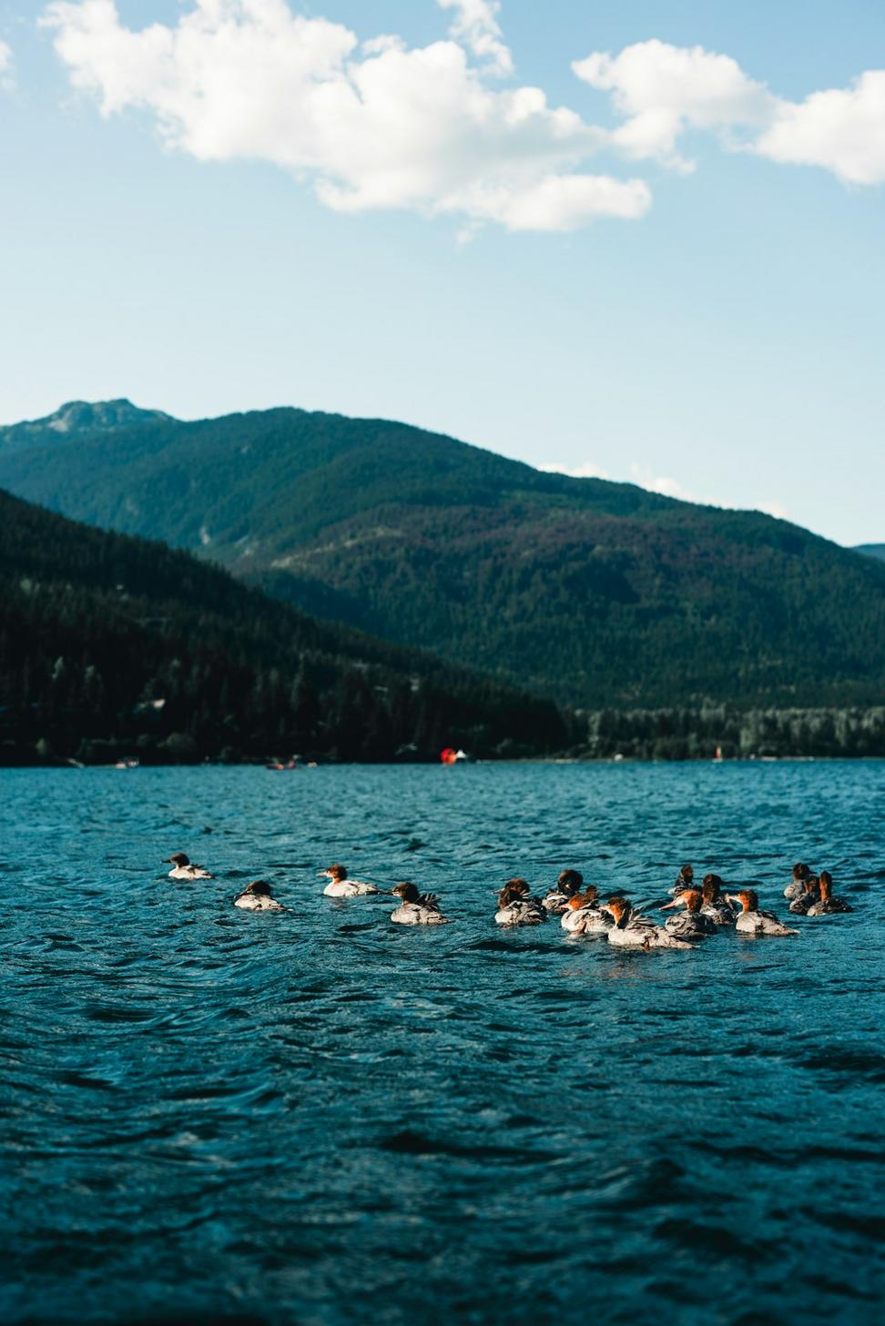Mountain Backdrop